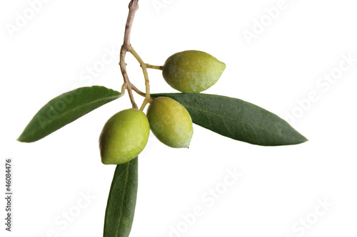 Wallpaper Mural green olives on branch with leaves Torontodigital.ca