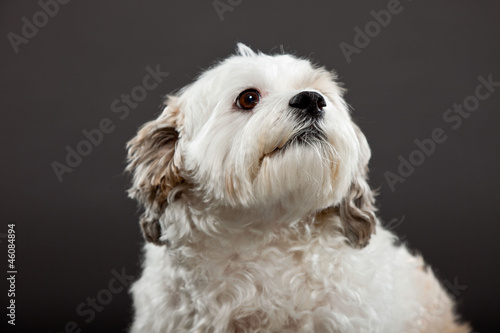 White boomer dog isolated on dark grey background.