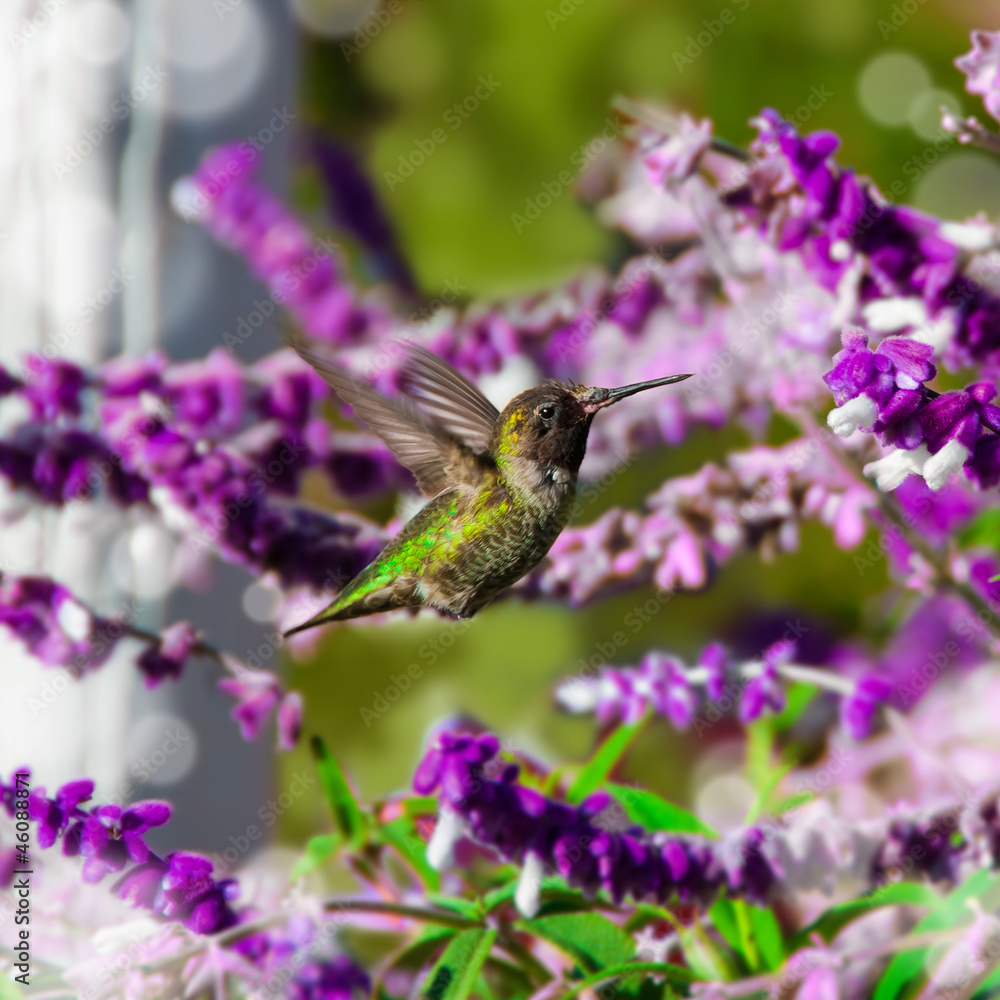 Fototapeta premium Hummingbird in flight, California