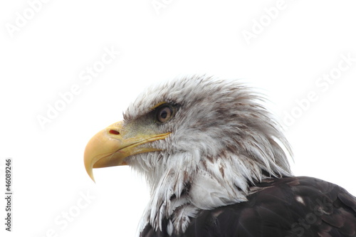 sea eagle © Tobias Arhelger