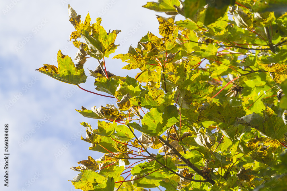 Obraz premium Autumn Leafs