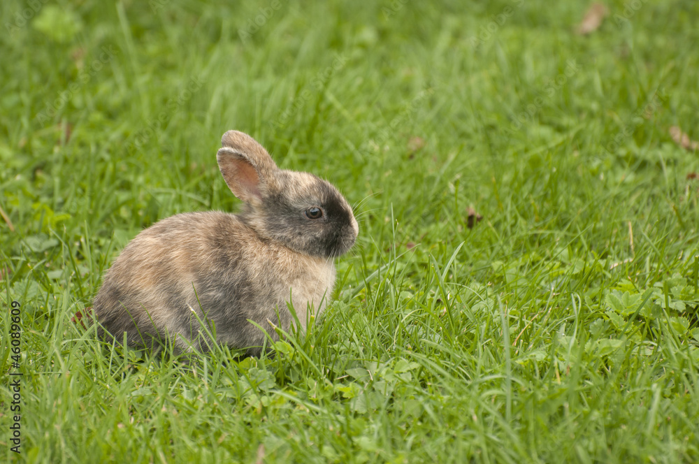 Bunny Bunny
