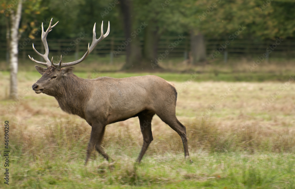 Deer Deer