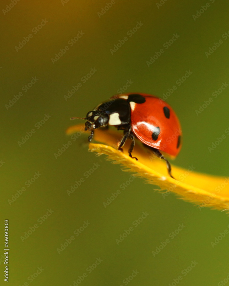 Fototapeta premium ladybug