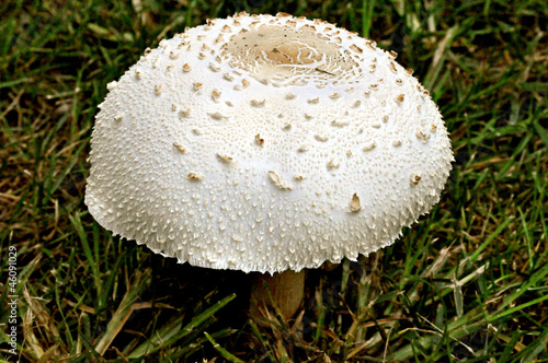 Mushroom-1-2