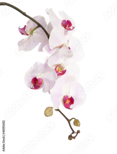 Fotografia pink orchid isolated on white