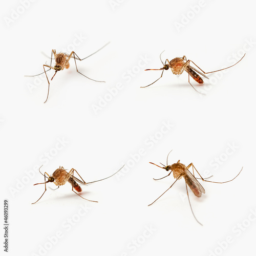 Four mosquitoes © Prashant ZI