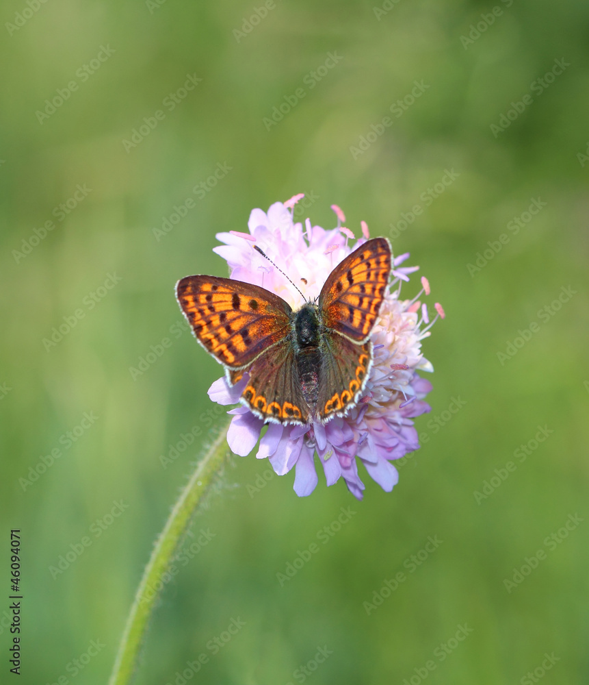 Schmetterling Schmetterling