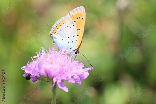 Schmetterling © jeanete_ehab