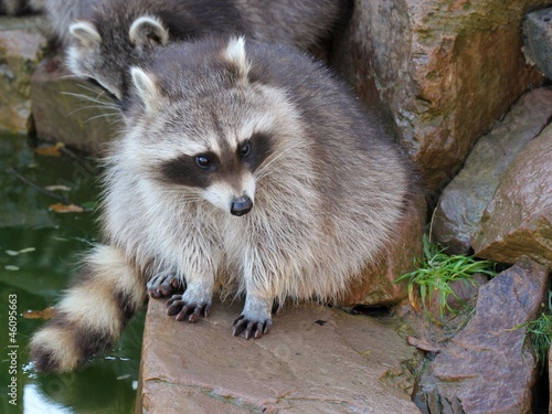 Junger Waschbär am Wasser photo