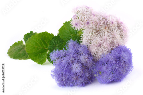 Fototapeta Naklejka Na Ścianę i Meble -  Two types ageratum isolated on white