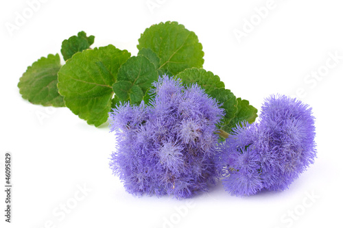 Fototapeta Naklejka Na Ścianę i Meble -  ageratum blue bouquet isolated on white