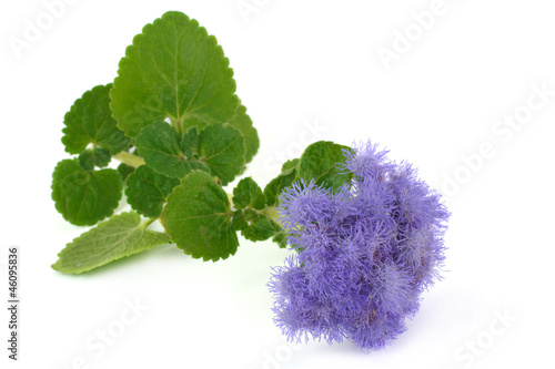 Fototapeta Naklejka Na Ścianę i Meble -  ageratum blue isolated on white