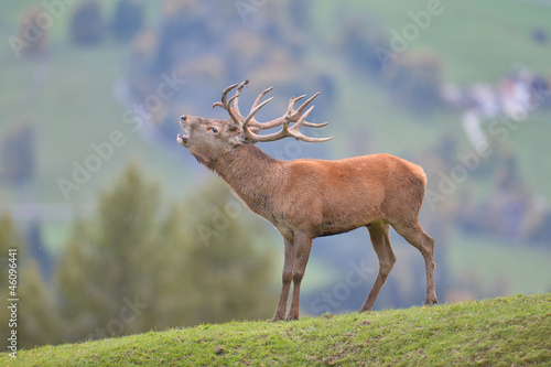 Hirschbrunft photo