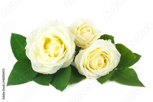 Delicate bouquet of cream-colored roses © FomaA