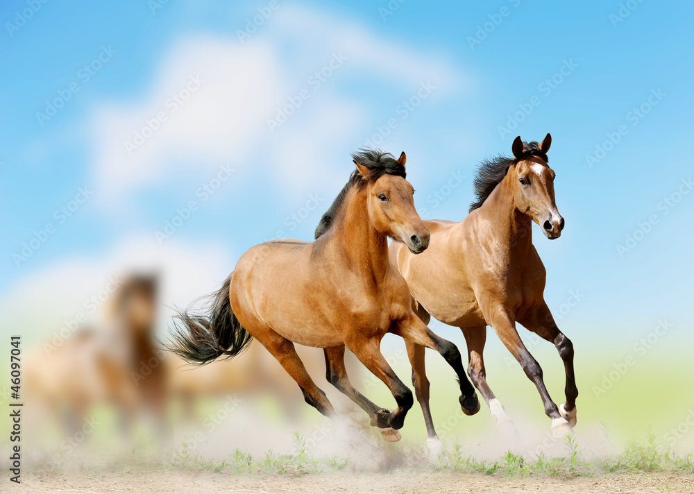horses