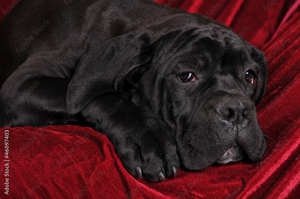 Cane corso portrait lying