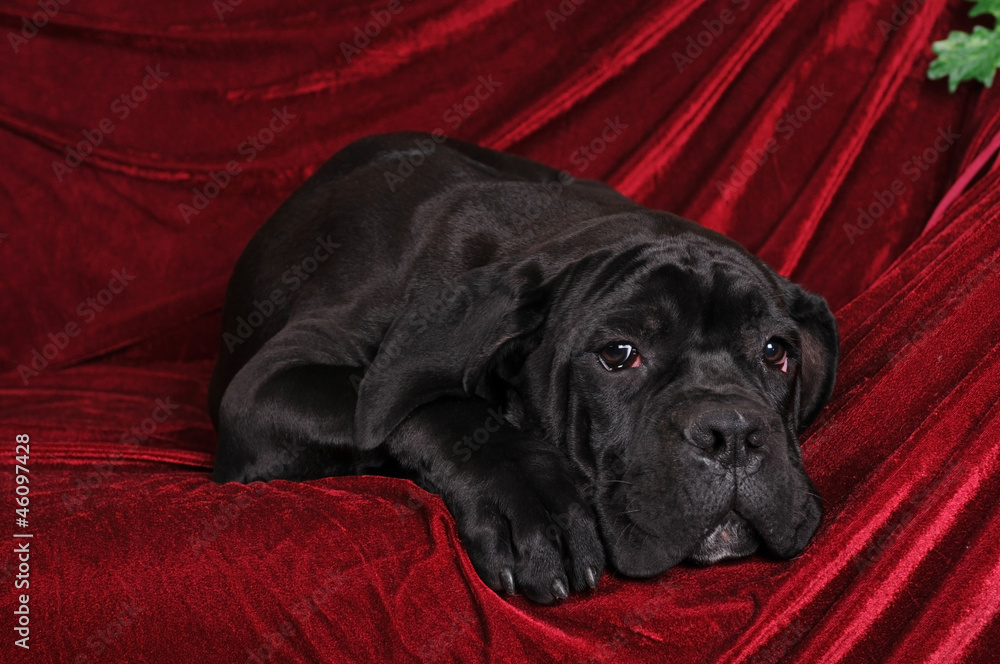 Cane corso puppy portrait lying Cane corso puppy portrait lying