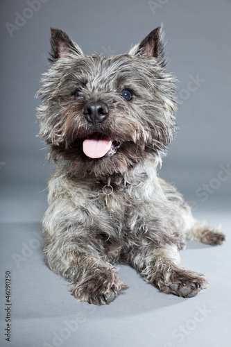 Grey cairn terrier isolated on grey background