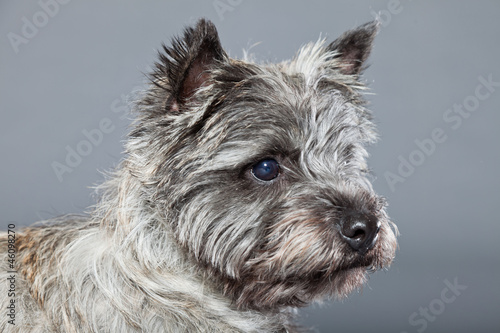 Foto Grey cairn terrier isolated on grey background