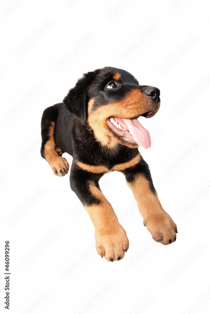 Rottweiler puppy