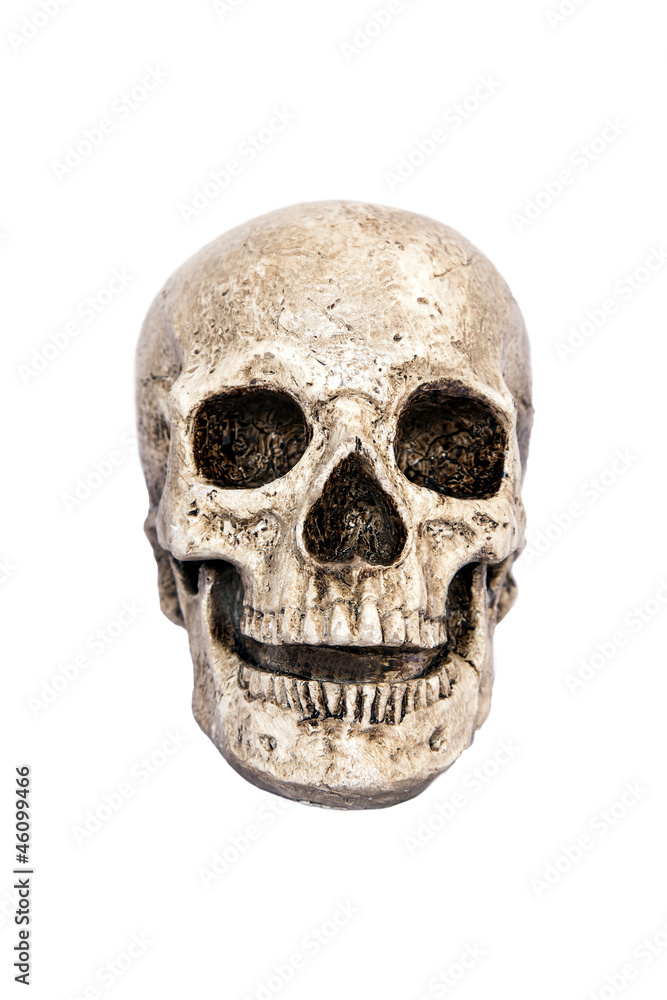 Isolated skull front view Isolated skull front view