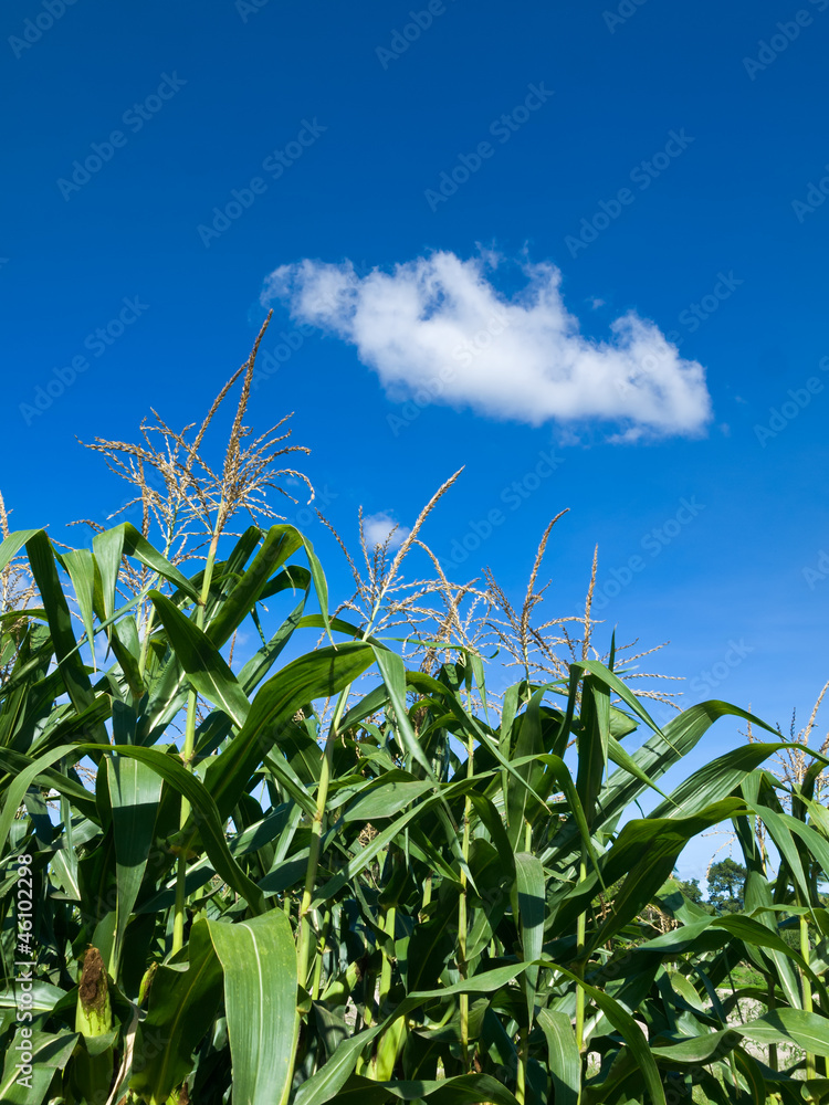 Corn of the cob is growing Corn of the cob is growing