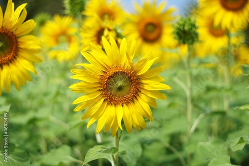 sunflower blooming