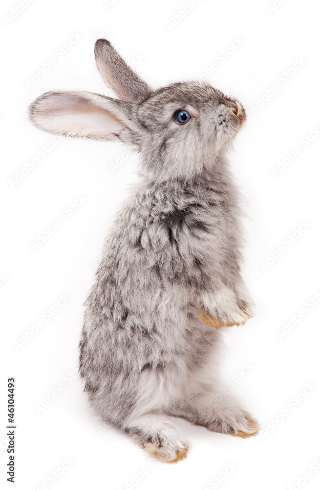 Obraz premium Królik