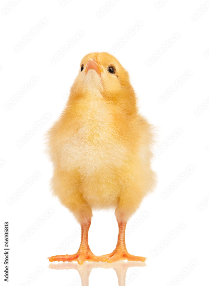 Fototapeta premium Little chicken