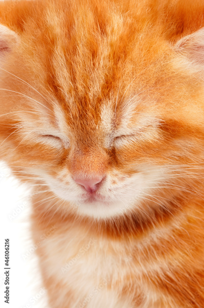 Red kitten Red kitten