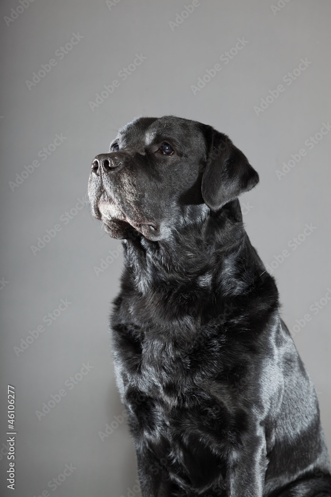 Black labrador dog isolated on grey background. Black labrador dog isolated on grey background.