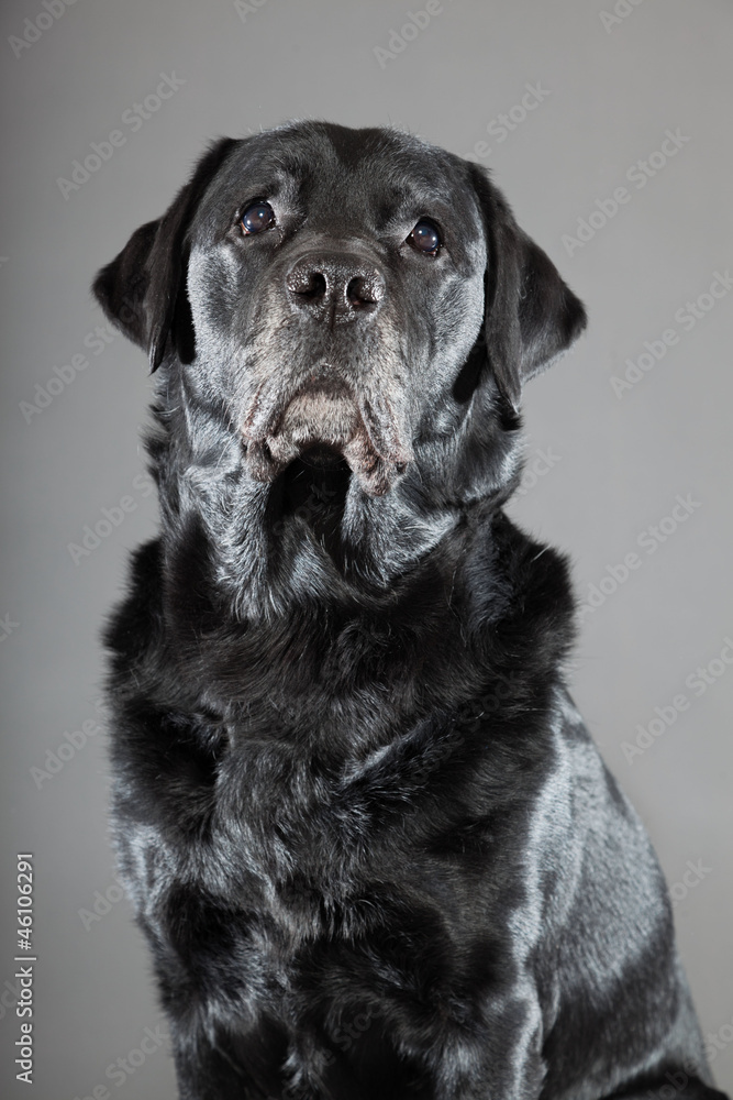 Black labrador dog isolated on grey background.
