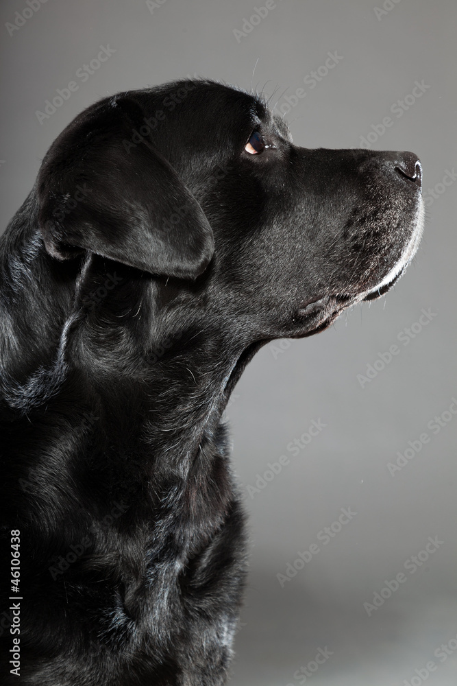 Black labrador dog isolated on grey background. Black labrador dog isolated on grey background.