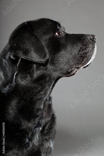 Black labrador dog isolated on grey background.