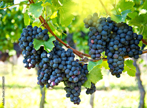 purple red grapes with sun beams