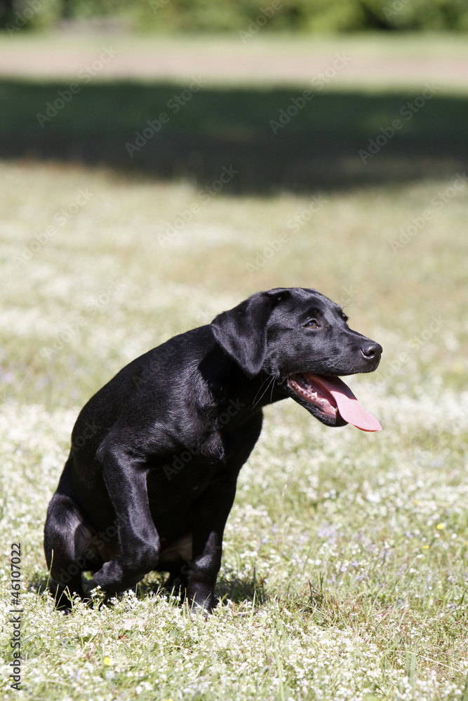 Schwarzer Labrador Retriever Welpe