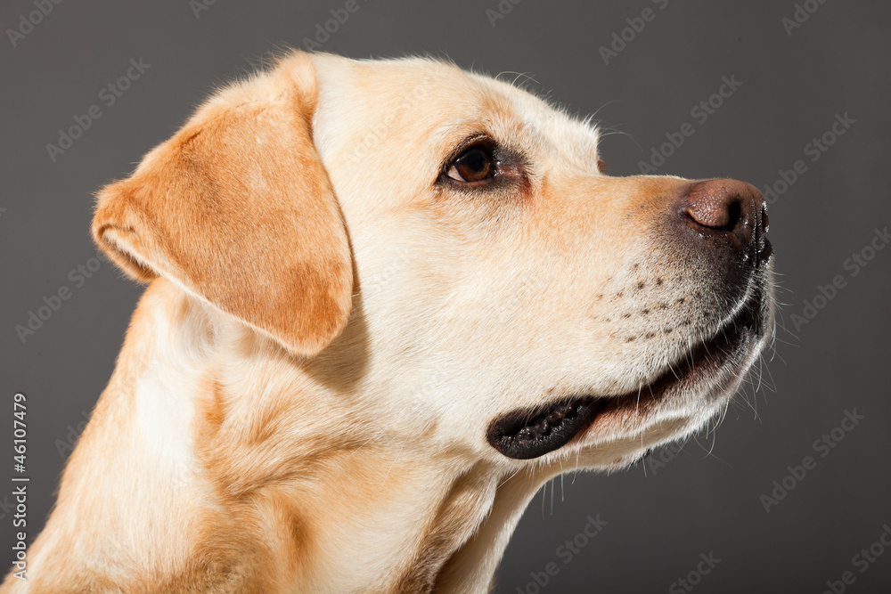 Blonde labrador dog isolated on grey.