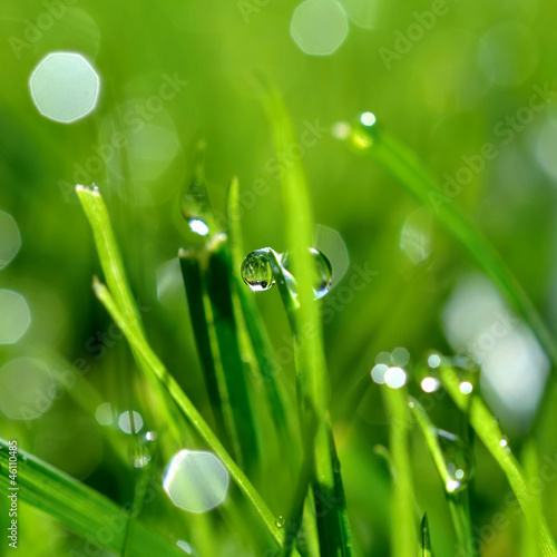 dew and grass