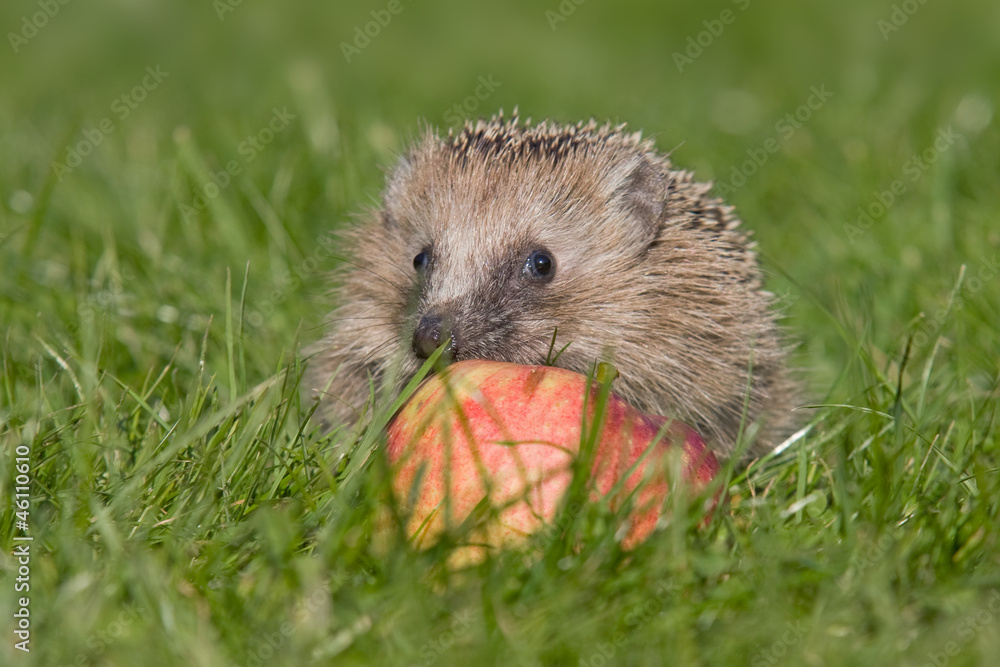 Igel im Herbst Igel im Herbst