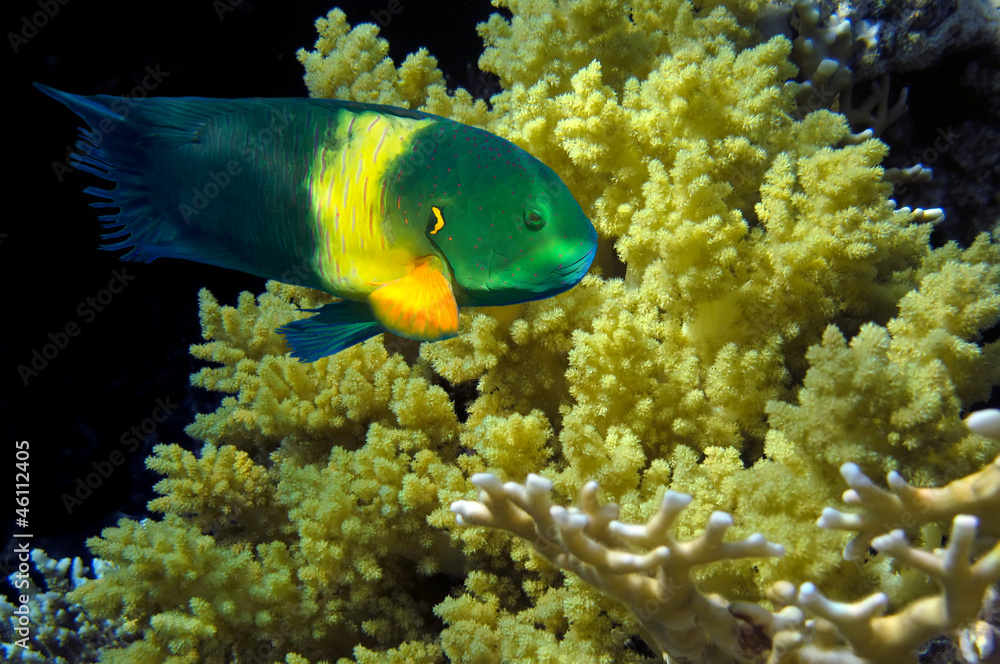 Boomtail wrasse (Cheilinus lunulatus) Boomtail wrasse (Cheilinus lunulatus)