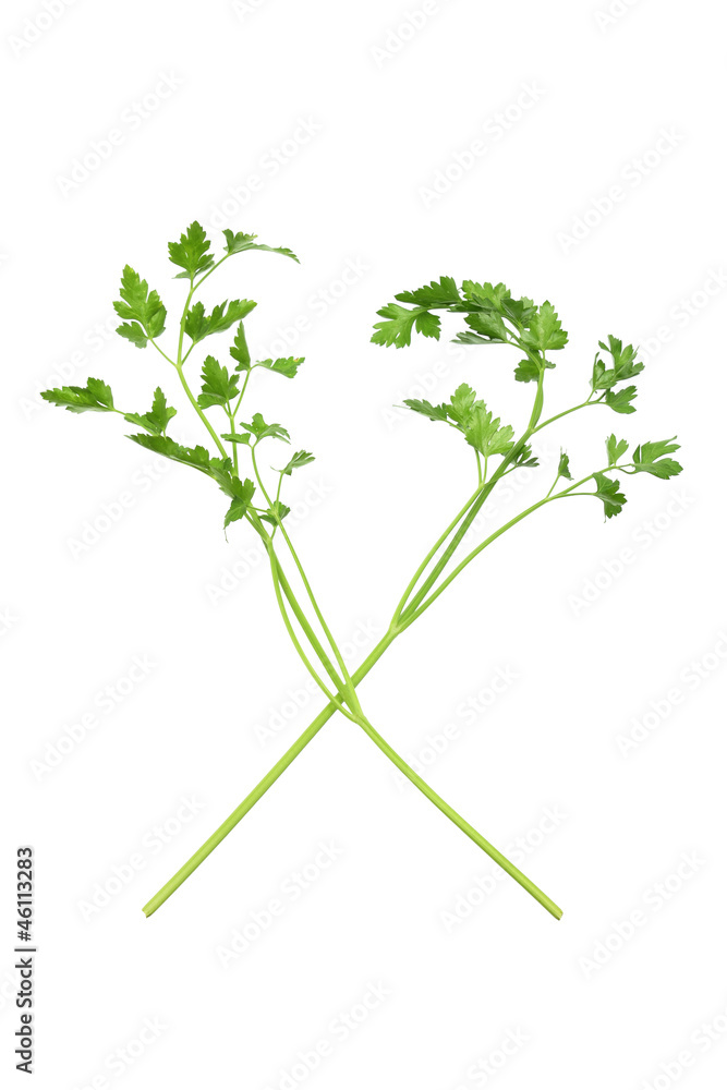 Fototapeta premium Parsley
