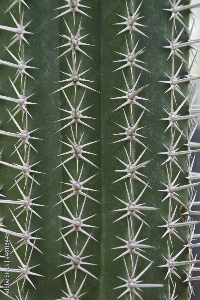 closeup from cactus thorn