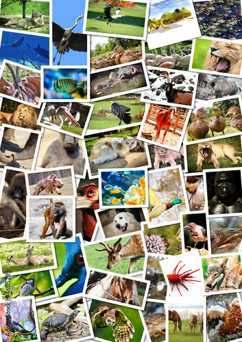 Different animals collage on postcards