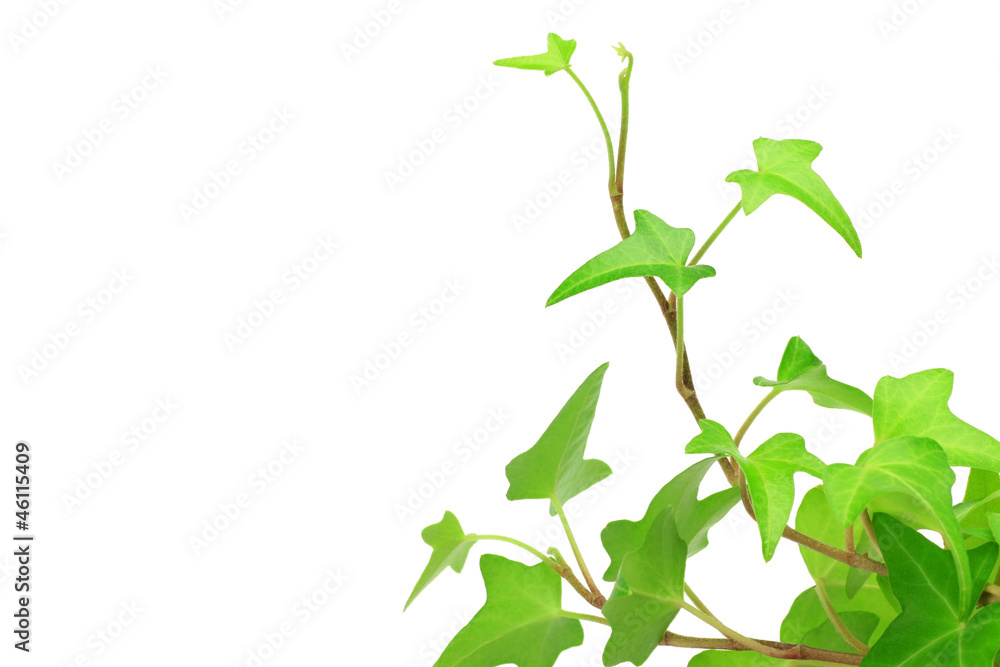 Fototapeta premium ivy