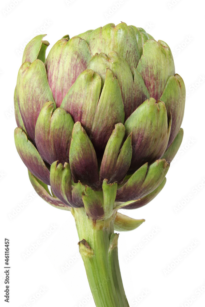 Artichoke Artichoke