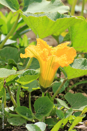 flower of zucchini in ecological garden