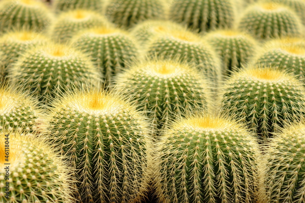 A cluster of prickly pear A cluster of prickly pear