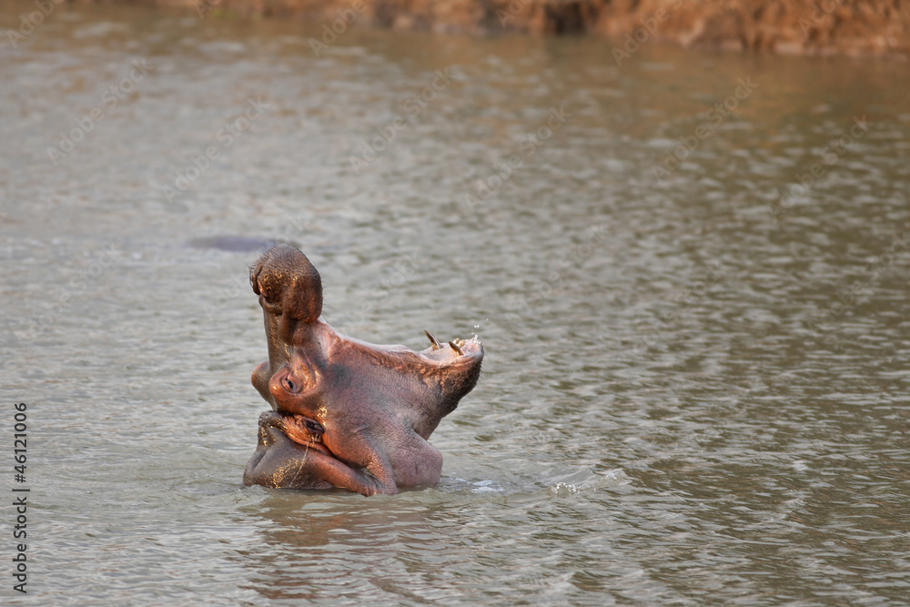 Fototapeta premium Wild Hippopotamus