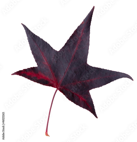 Herbstblatt